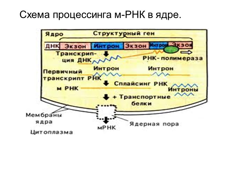 Схема процессинга м-РНК в ядре.